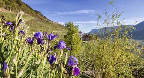 Ferienwohnungen am Pflanzer Hof in Burgstall bei Meran, Südtirol